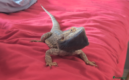 Bearded Dragon reptiles for sale: Dash the magic dragon up for adoption - Image 5