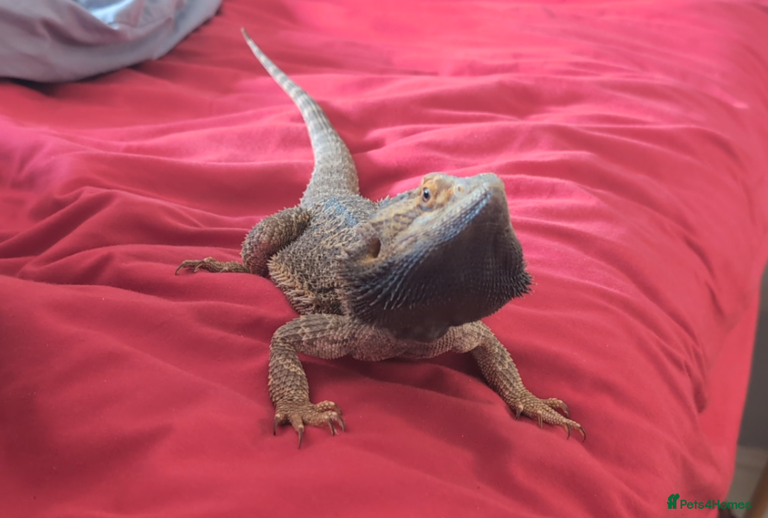 Bearded Dragon reptiles for sale: Dash the magic dragon up for adoption - Image 5