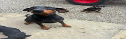 Dobermann dogs for sale: Doberman puppies in Ellon - Advert 4