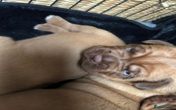 Dogue De Bordeaux dogs for sale: 🐾Dogue de Bordeaux Puppies Champion Bloodlines  - Image 10