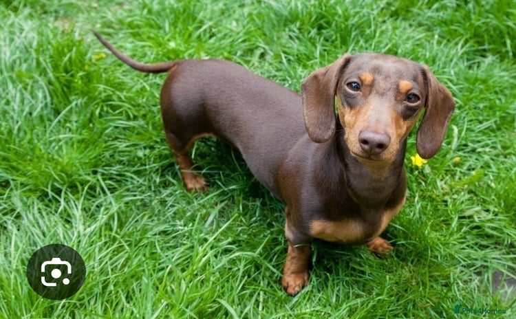 Miniature Dachshund dogs - Advert 12