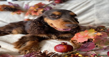 Cocker Spaniel dogs in Holywell - Advert 6