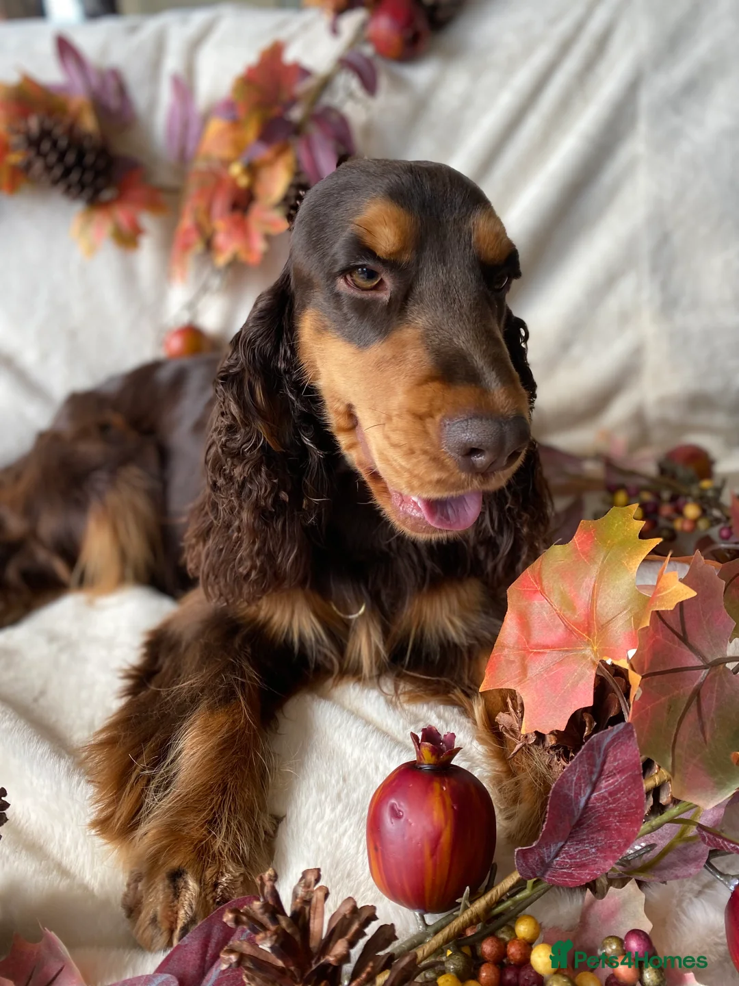 Cocker Spaniel dogs for stud: TRUE TO TYPE- Chocolate & Tan Show Cocker Spaniel in Holywell - Advert 2