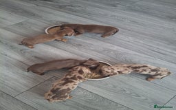 Miniature Dachshund dogs for sale: 💖 Adorable tiny miniature dachshund pups 💖 - Image 18