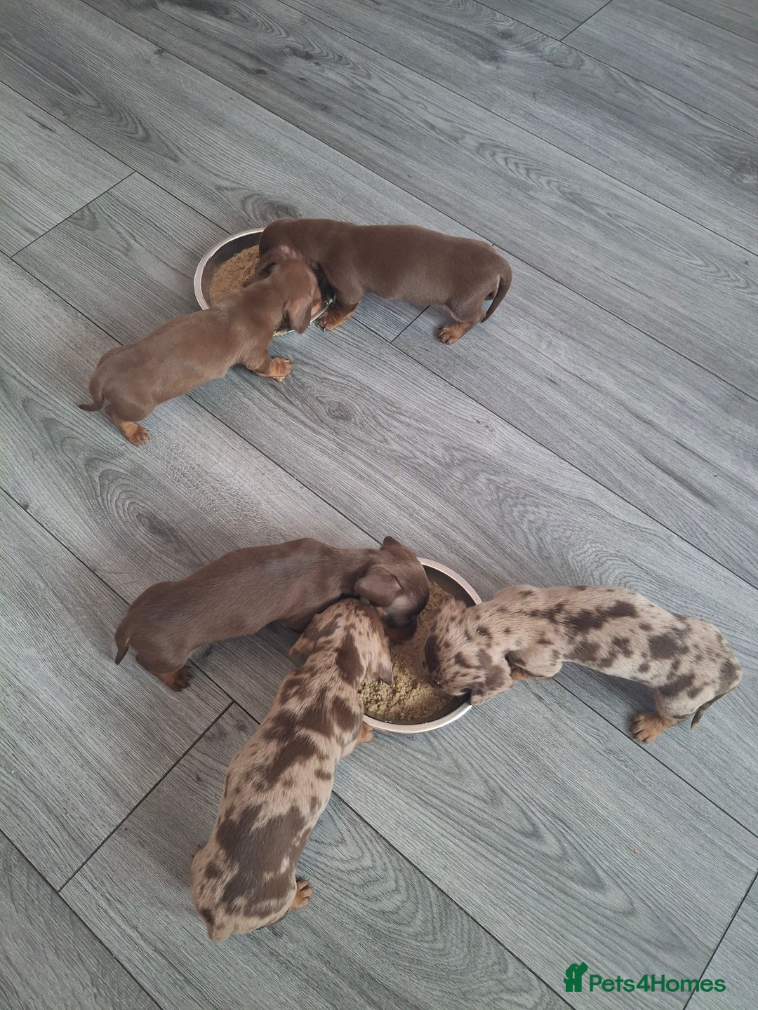 Miniature Dachshund dogs for sale: 💖 Adorable tiny miniature dachshund pups 💖 - Image 18