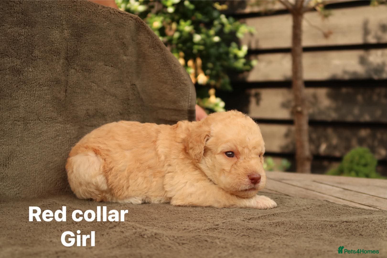 Labradoodle dogs Labradoodles Miniature/Midi Puppies Muliti Gen  - Advert 2