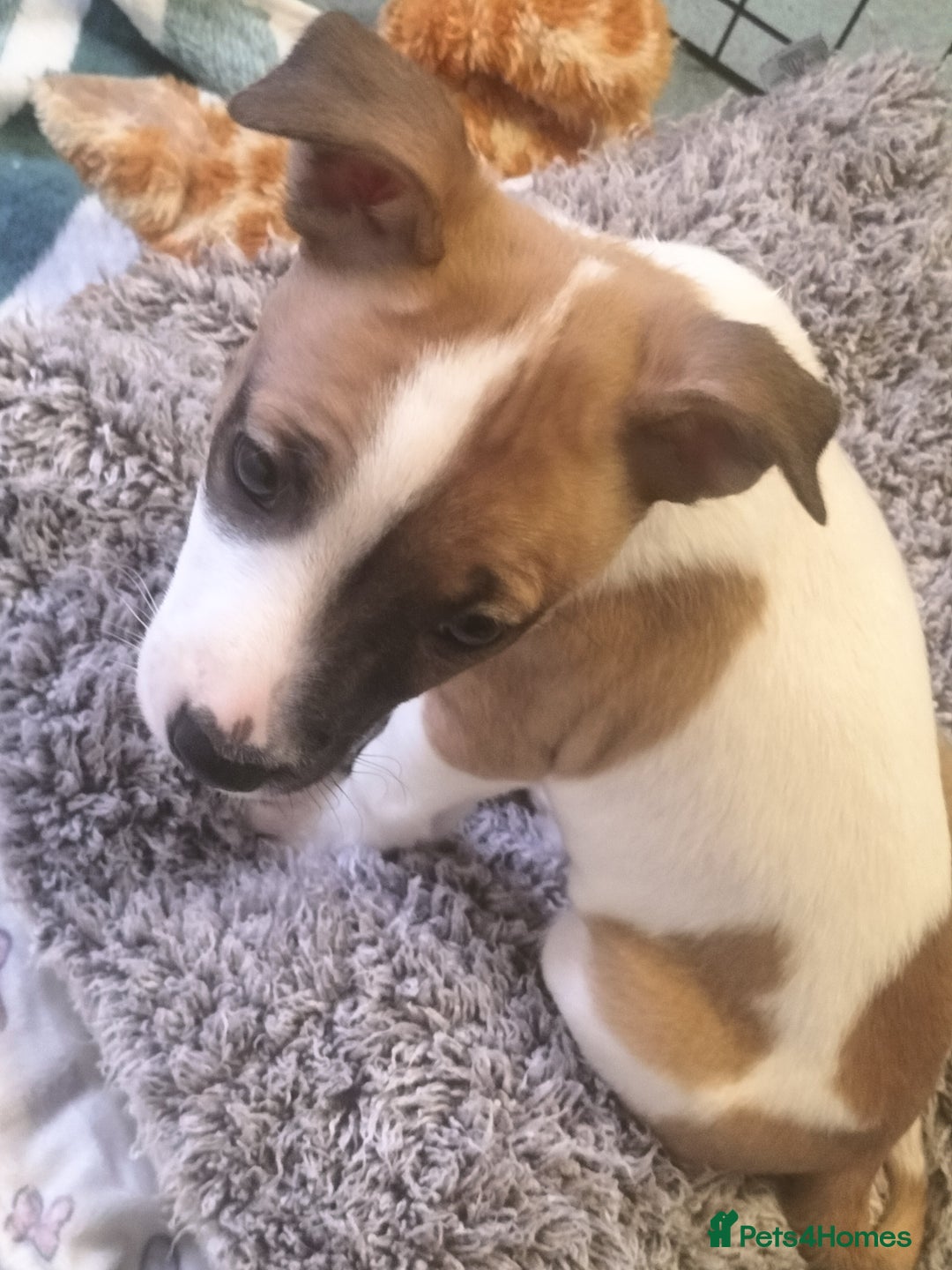 Mixed Breed dogs for sale: Cute litter of puppies  - Advert 20