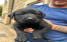 Mixed Breed dogs for sale: Mixed giant schnauzer x rottweiler puppies - Image 9