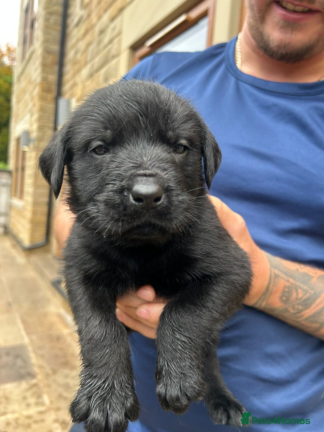Mixed Breed dogs for sale: Mixed giant schnauzer x rottweiler puppies - Image 9