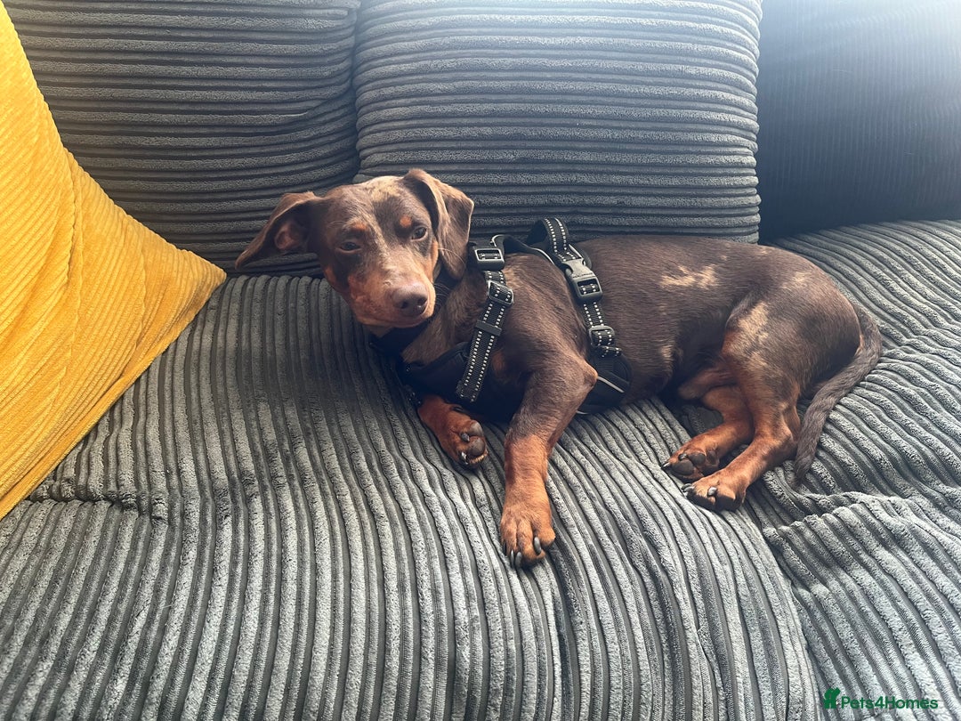 Mixed Breed dogs for sale: Male 2yo mixed breed daschund - Image 4