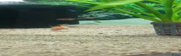 Fancy Goldfish fish for sale: Fancy Godfish  in Bellshill - Advert 12