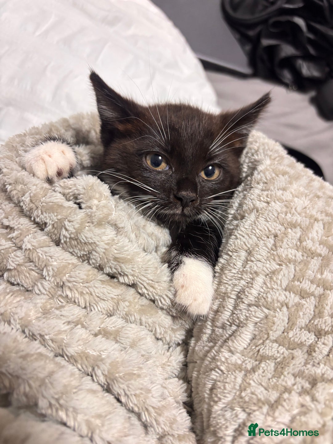 British Shorthair cats for sale: 2 MONTH OLD KITTEN FOR SALE - Image 3