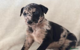 Whippet dogs for sale: Collie greyhound (GREYHOUND) - Image 1