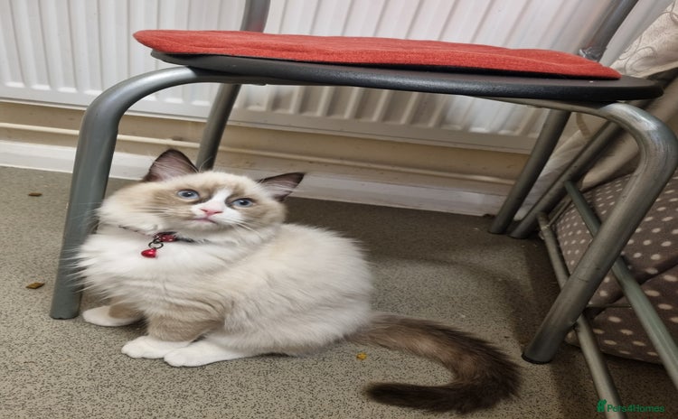 Ragdoll cats - Advert 9