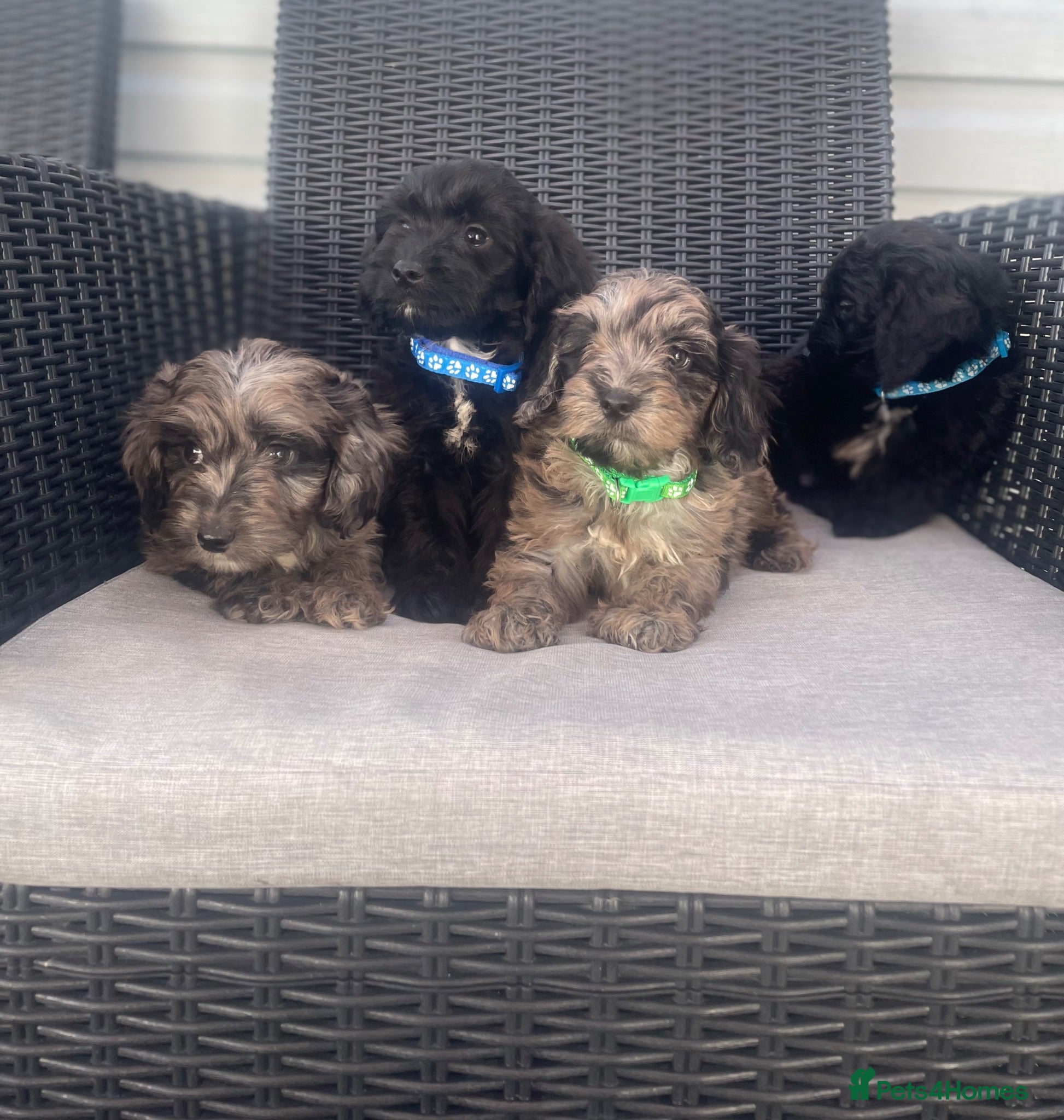Cockapoo dogs Beautiful F1 cockapoos ready now   - Advert 2