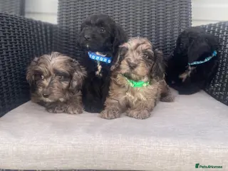Cockapoo dogs Beautiful F1 cockapoos ready now - Advert 2