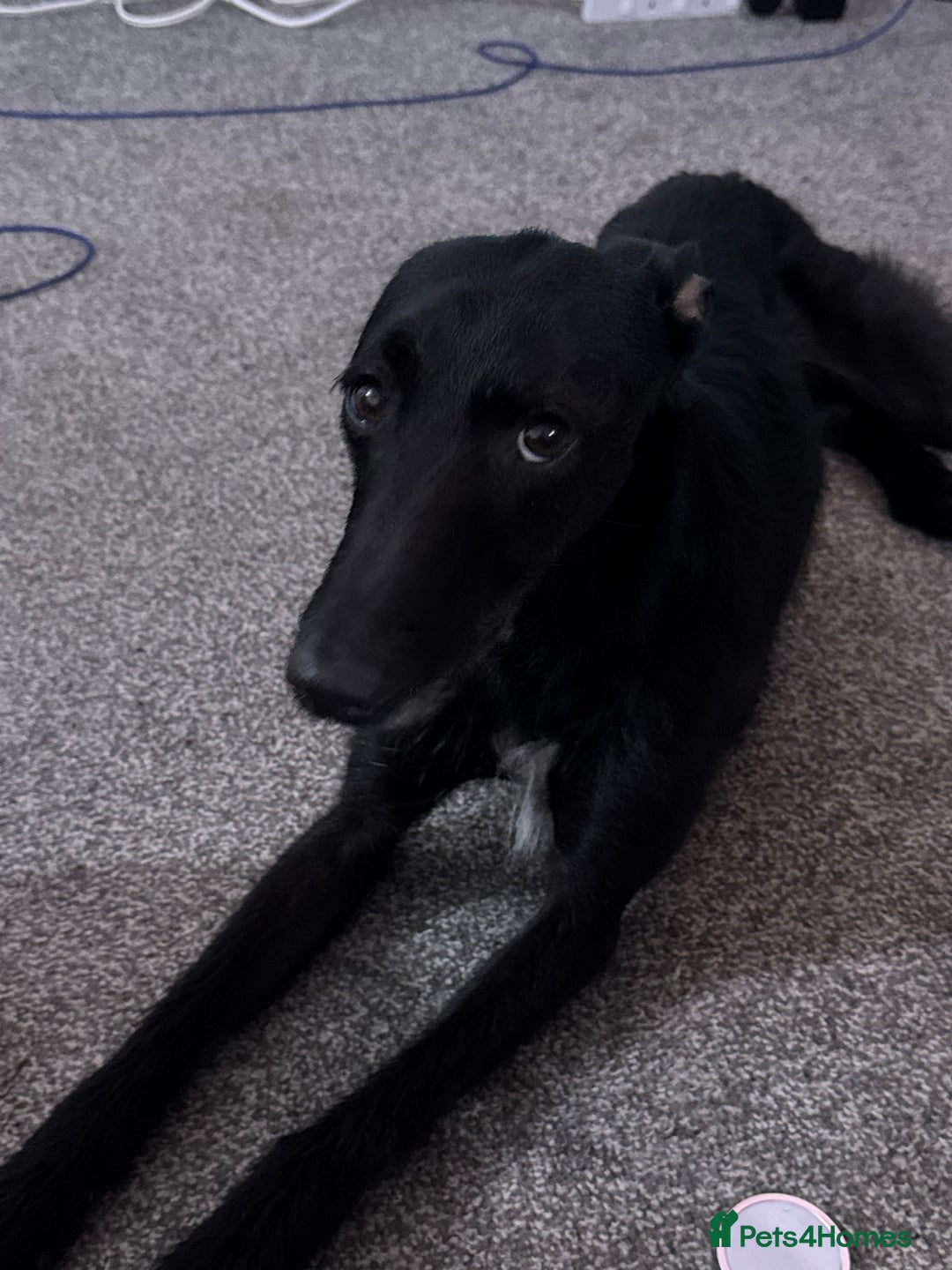 Lurcher dogs for sale: Four-year-old lurcher for sale - Image 7