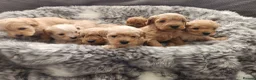 Cavapoo dogs for sale: Cavapoo's with puppy package included - Advert 4