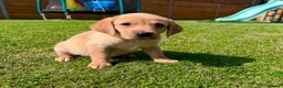 Labrador Retriever dogs for sale: Fox Red KC Registered Labradors 🐾🐾🐾 - Advert 20