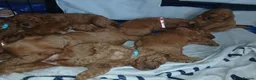 Labradoodle dogs for sale: Miniature labradoodles - Advert 8