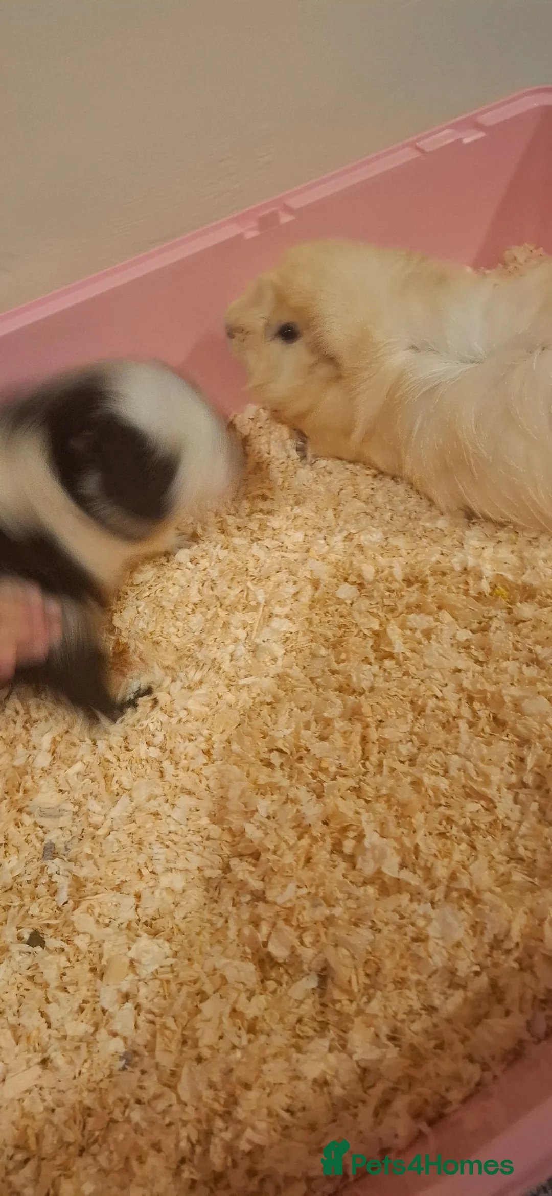 Guinea Pig rodents for sale: Friendly Guinea Pigs Looking for a Loving Home in Tunbridge Wells - Advert 2