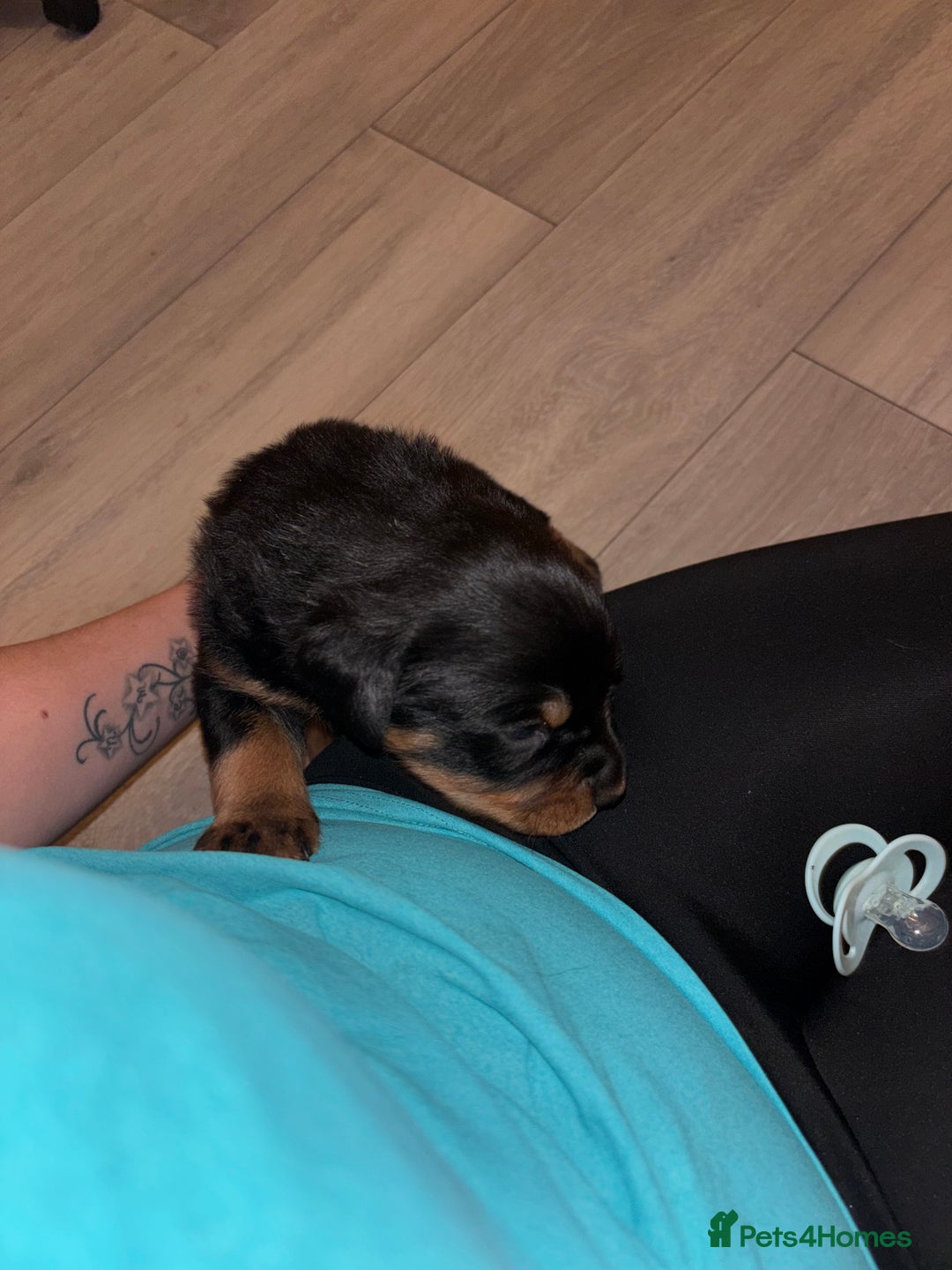 Rottweiler dogs for sale: 7 stunning chunky full breed Rottweilers  - Advert 6