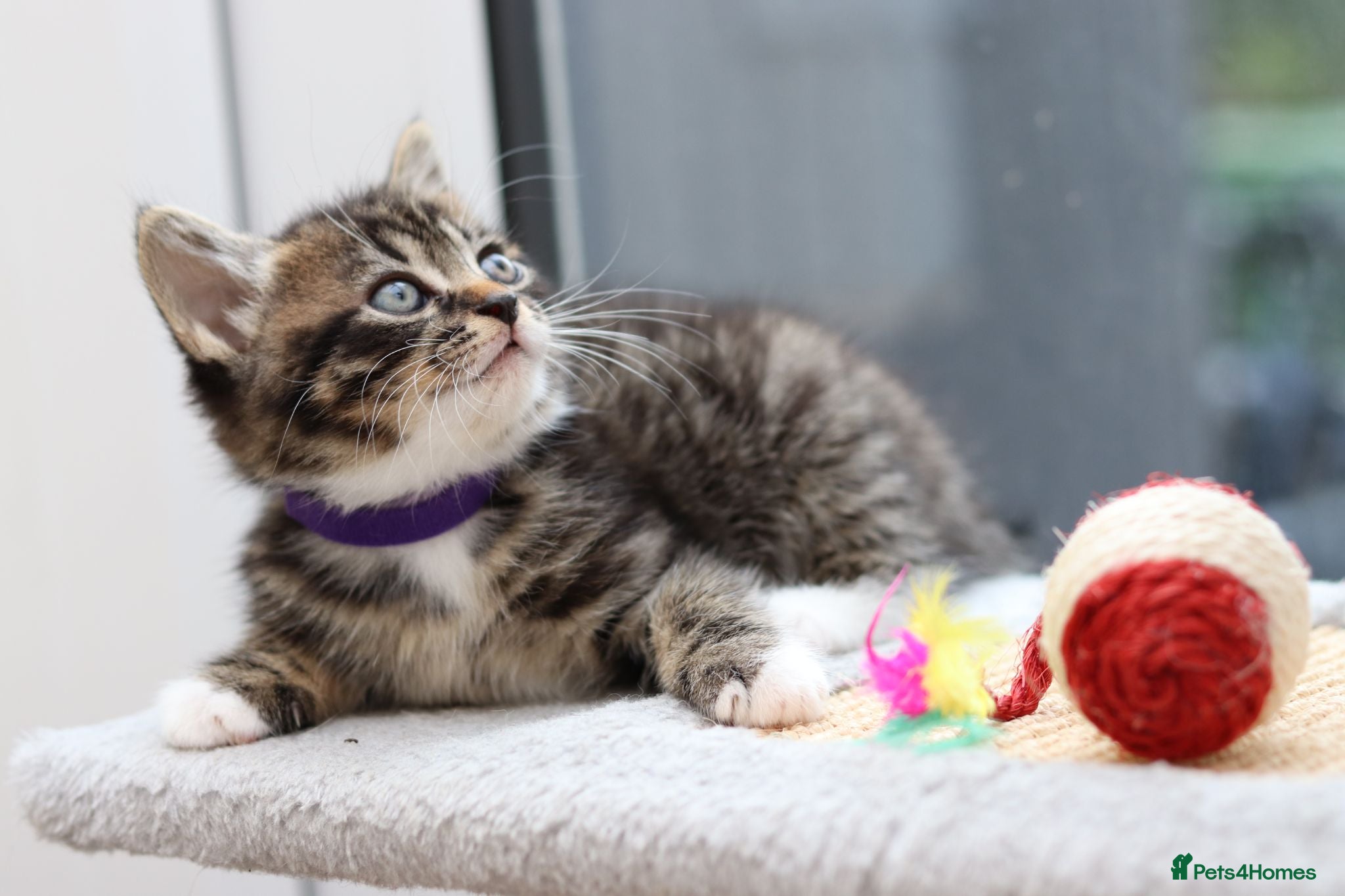 Mixed Breed cats Tabby Kittens Ready Soon - Advert 3