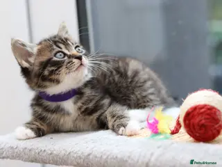 Mixed Breed cats Tabby Kittens Ready Soon - Advert 4