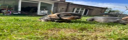 Dachshund dogs for sale: 3 beautiful boy wired haired sausages  - Advert 12