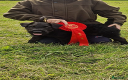 Mixed Breed dogs for sale: Lakeland/patterdale terrier pups - Image 4