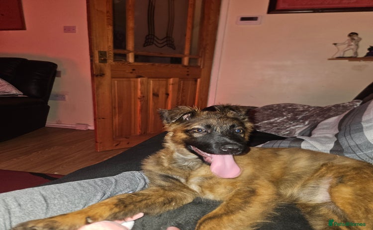 Mixed Breed dogs - Advert 6
