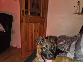 Mixed Breed dogs - Advert 28