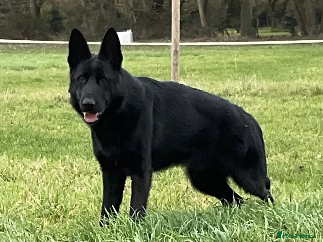 German Shepherd dogs for sale: Outstanding All Black Male  - Advert 10