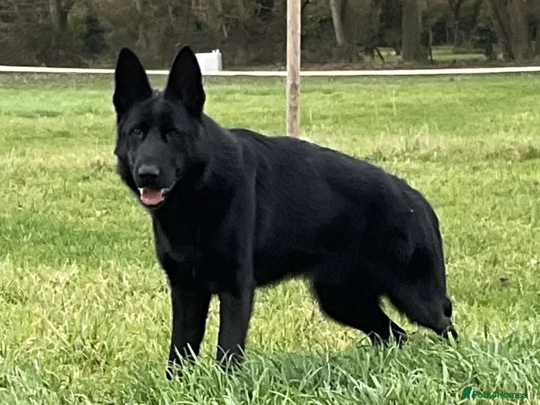German Shepherd dogs for sale: Outstanding All Black Male  - Advert 10