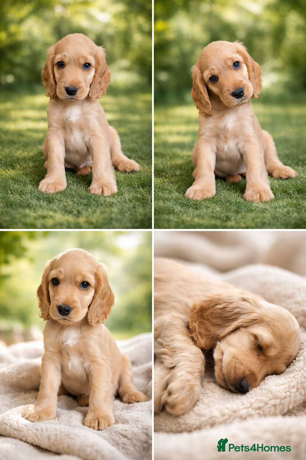 Cocker Spaniel dogs Last puppy left! KC registered show cocker puppies - Advert 18