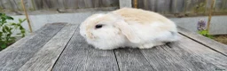Mini Lop rabbits for sale: Mini Lop bunnies Pure Breed  - Advert 19