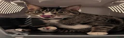 Domestic Shorthair cats for sale: 🐾 Beautiful & Affectionate 3-Year-Old Boy 🐱❤️ in Worcester Park - Advert 6