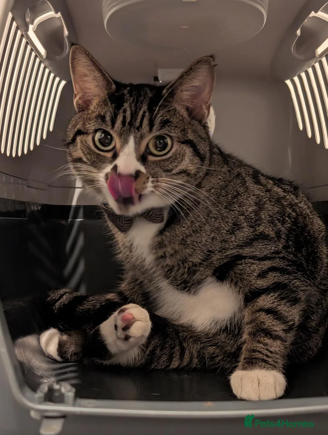 Domestic Shorthair cats for sale: 🐾 Beautiful & Affectionate 3-Year-Old Boy 🐱❤️ in Worcester Park - Advert 6