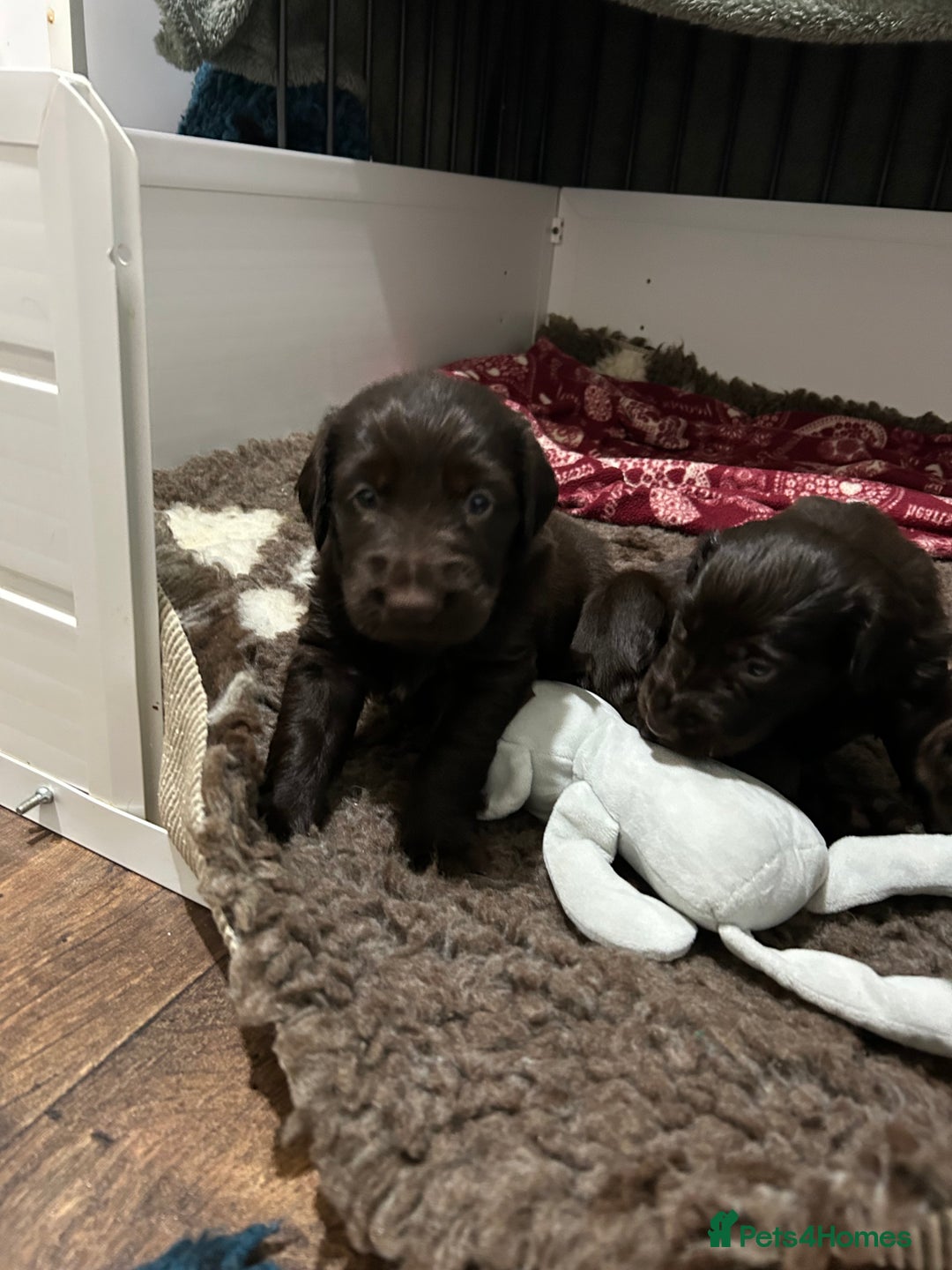 Flat coated Retriever dogs for sale: Beautiful litter of liver flatcoat puppies  - Advert 8