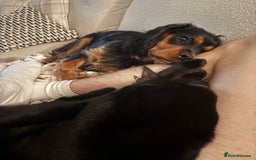 Cavalier King Charles Spaniel dogs for sale: Cavalier King Charles Spaniel Puppy - Image 4