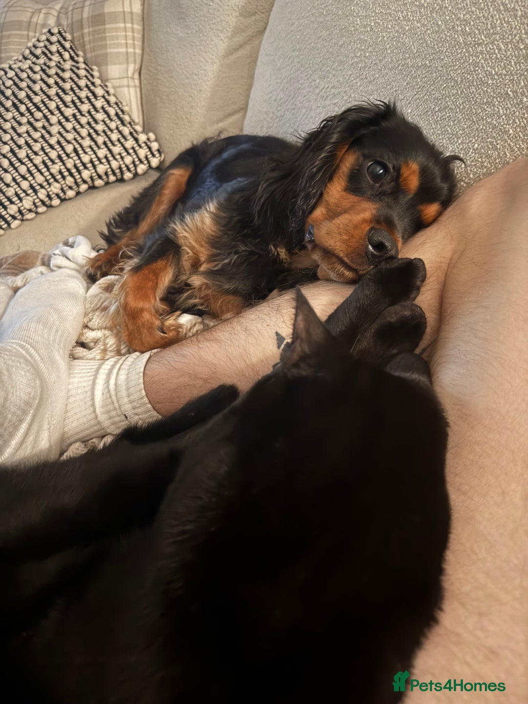 Cavalier King Charles Spaniel dogs for sale: Cavalier King Charles Spaniel Puppy - Image 4