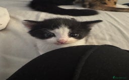 Mixed Breed cats for sale: Fluffy kittens - Image 9