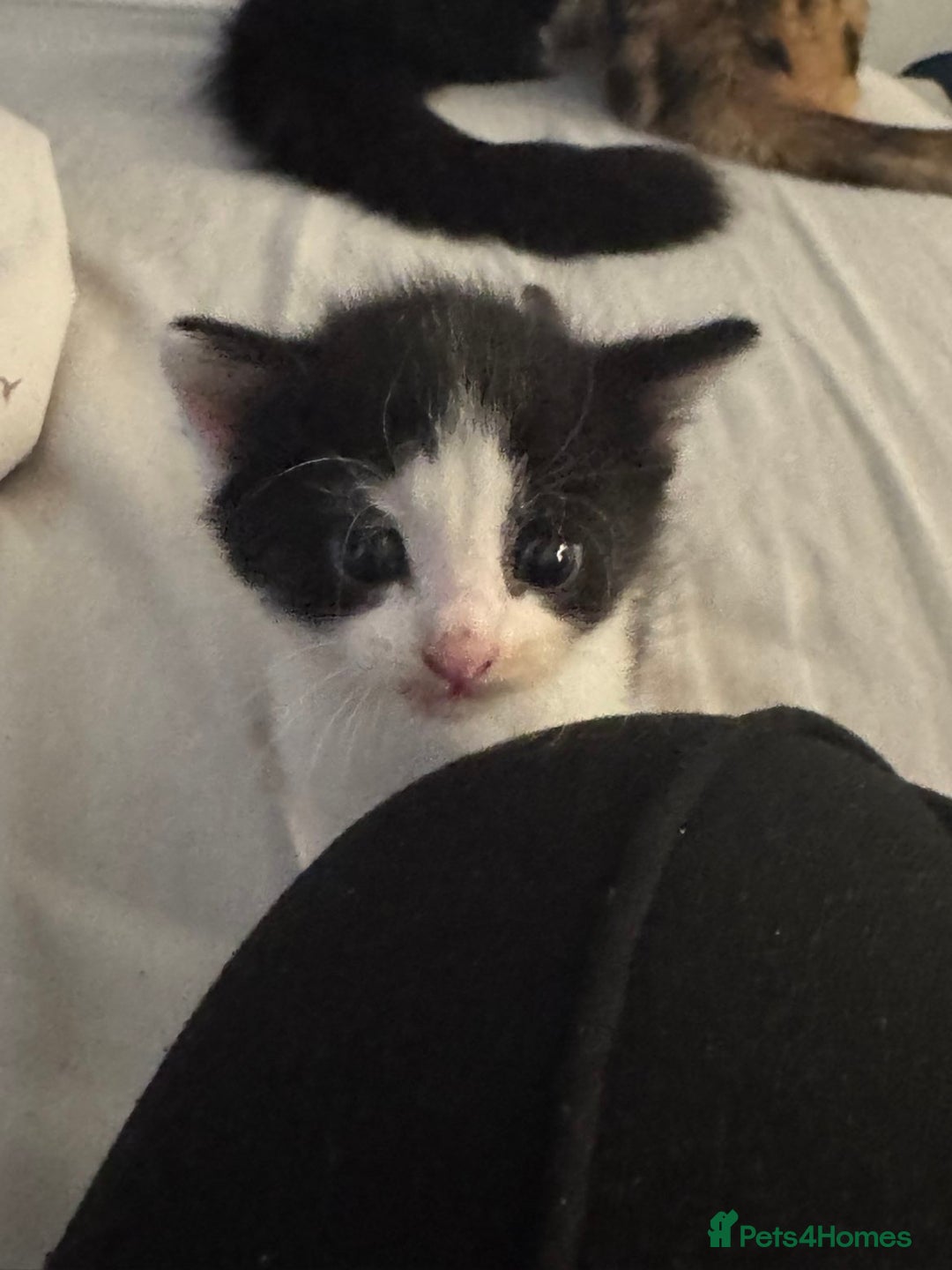 Mixed Breed cats for sale: Fluffy kittens - Image 9