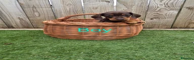 Miniature Dachshund Puppy 2