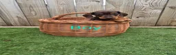Miniature Dachshund dogs for sale: Adorable Miniature Dachshund Puppies for Sale - Advert 3