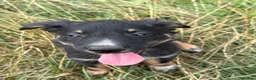 Mixed Breed dogs for sale: Collie pups  in Oswestry - Advert 12