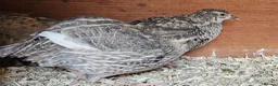 Quail poultry for sale: 13 female quail 1 male - Advert 3