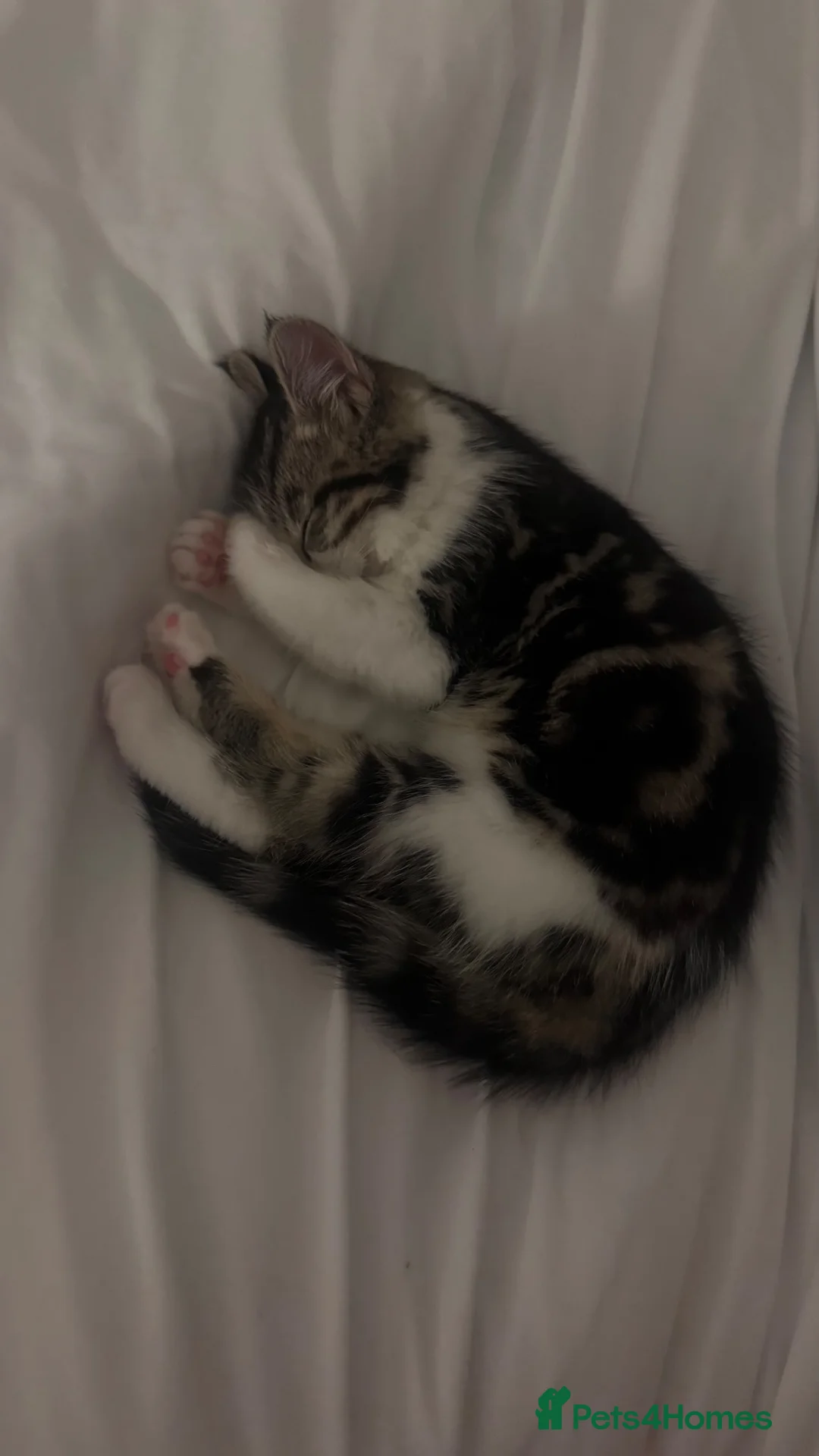 Mixed Breed cats for sale: Princess - Advert 2