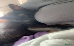 British Shorthair cats for sale: 4 month old black cat  - Image 2