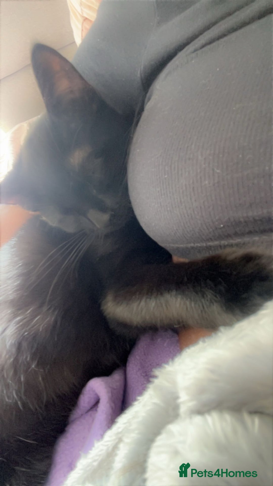 British Shorthair cats for sale: 4 month old black cat  - Image 2